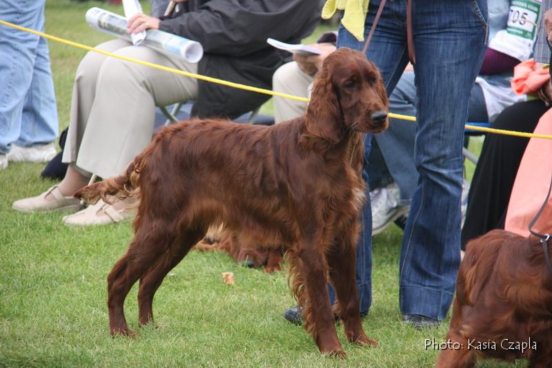 Diervilla Irish Setters & Dachshunds/National Gundog/Alofran Copacabana1